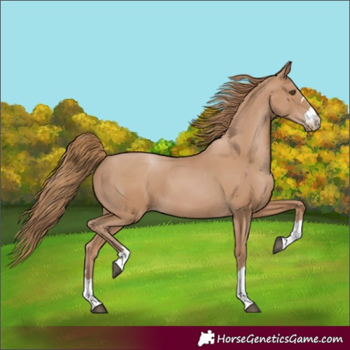 Horse Color:Black Pearl