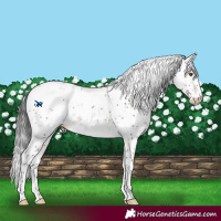 Horse Color:Brown Dun Mushroom Sabino Rabicano Brindle 
