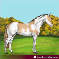 Horse Color:White Spotted Red Dun Rabicano  and White Spotted Red Dun Rabicano 