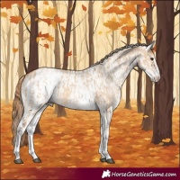 Horse Color:White Spotted Red Dun Rabicano  and White Spotted Red Dun Rabicano 