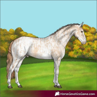 Horse Color:White Spotted Red Dun Rabicano  and White Spotted Red Dun Rabicano 