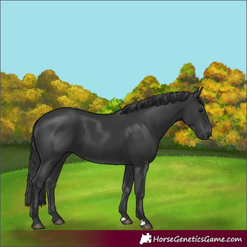 Horse Color:Black 