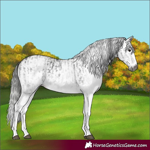 Horse Color:Gray White Spotted Black and Gray White Spotted Classic Champagne