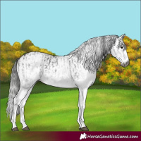 Horse Color:Gray White Spotted Black and Gray White Spotted Classic Champagne