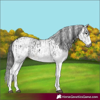 Horse Color:Gray White Spotted Black  and Gray White Spotted Classic Champagne 
