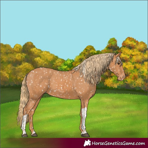Horse Color:Chestnut Tobiano Appaloosa 