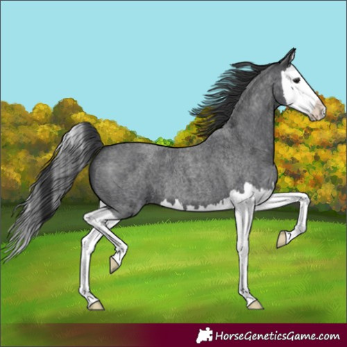 Horse Color:Blue Roan Splash 
