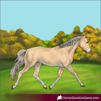 Horse Color:Palomino 
