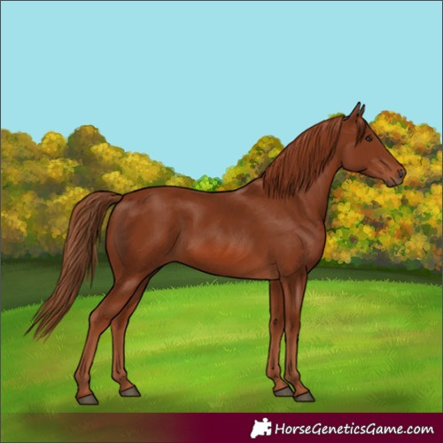 Horse Color:Chestnut 