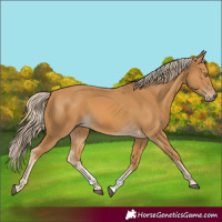 Horse Color:Palomino Sabino Rabicano 