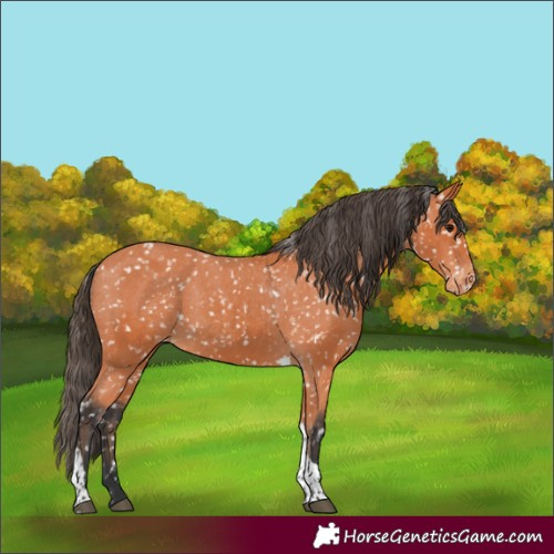 Horse Color:Bay Tobiano Appaloosa 
