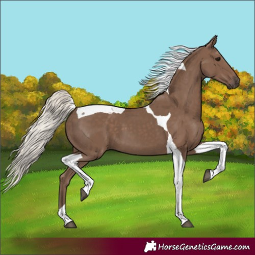 Horse Color:Silver Black Tobiano