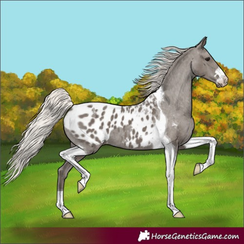 Horse Color:Silver Black Tobiano Blanket