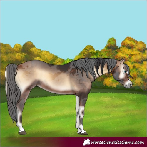 Horse Color:Bay Onyx Merle Rabicano 