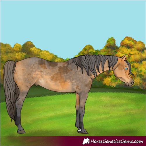 Horse Color:Buckskin Merle Rabicano 