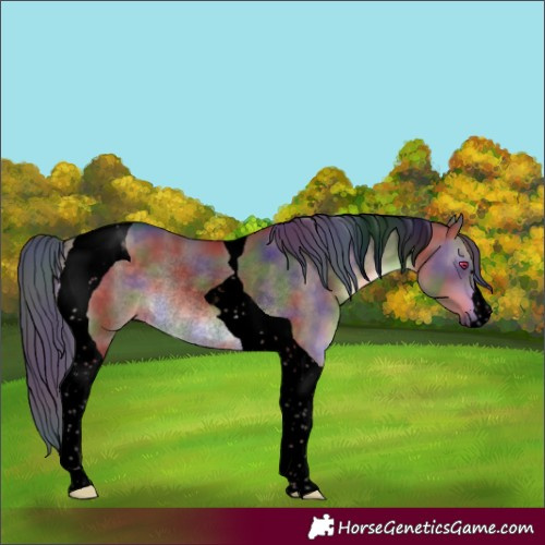Horse Color:Void Nacre Brown Dun Tobiano Rabicano