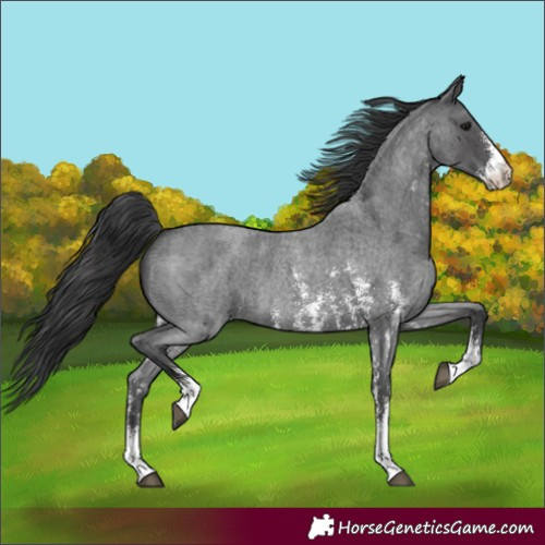 Horse Color:Blue Roan Sabino 