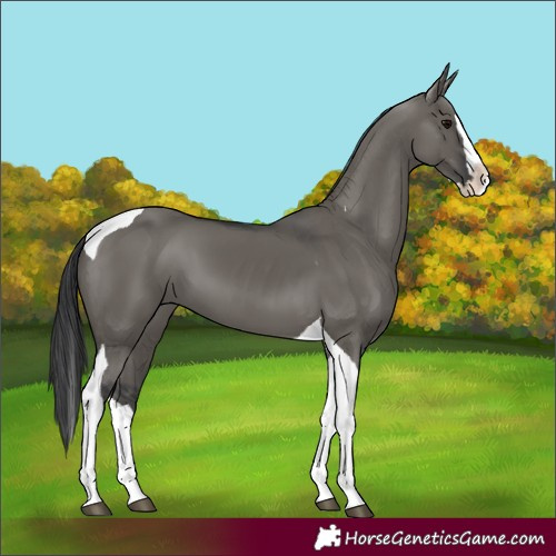 Horse Color:Grullo Splash Tobiano Rabicano