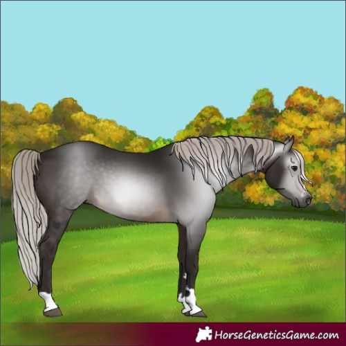 Horse Color:Gray Silver Bay 