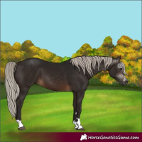 Horse Color:Gray Silver Bay 