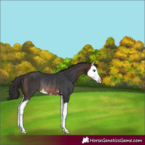 Horse Color:Brown Splash Rabicano 
