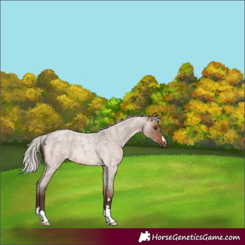 Horse Color:Silver Brown Roan Dun Rabicano 