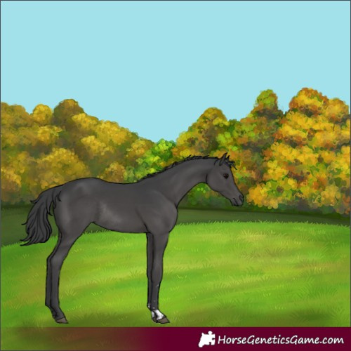 Horse Color:Black Rabicano 