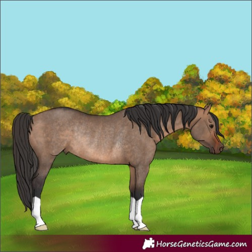 Horse Color:Bay Dun Rabicano