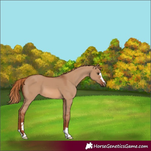Horse Color:Red Dun 