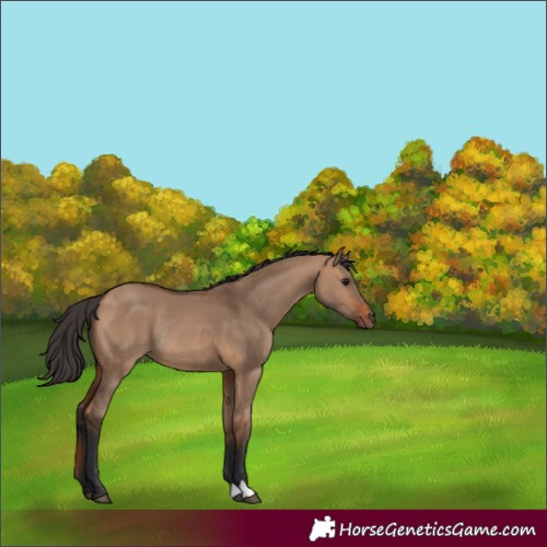 Horse Color:Bay Dun Rabicano 