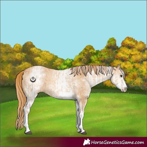 Horse Color:White Spotted Red Dun Rabicano and White Spotted Chestnut Rabicano