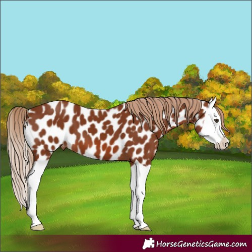 Horse Color:Chestnut Splash Appaloosa 
