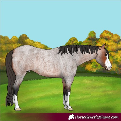 Horse Color:Bay Roan 