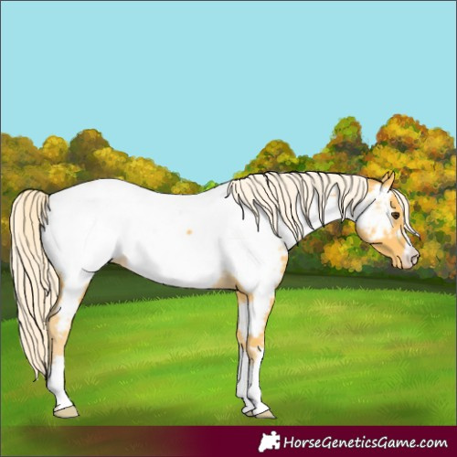 Horse Color:Palomino Appaloosa 