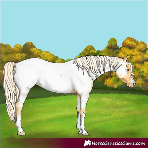 Horse Color:Palomino Appaloosa 