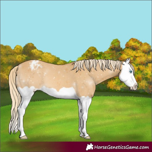 Horse Color:Palomino Dun Splash Appaloosa 