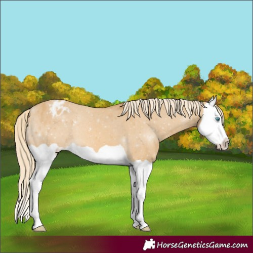 Horse Color:Palomino Dun Splash Appaloosa 