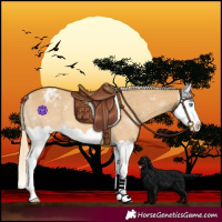 Horse Color:Palomino Dun Splash Varnish 