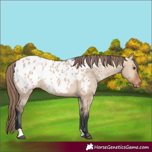 Horse Color:Bay Dun Appaloosa