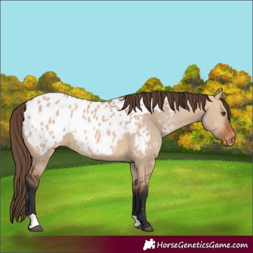 Horse Color:Bay Dun Appaloosa 