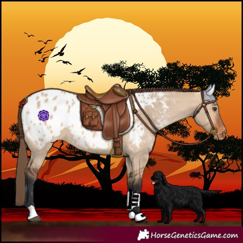 Horse Color:Bay Dun Near Leopard 