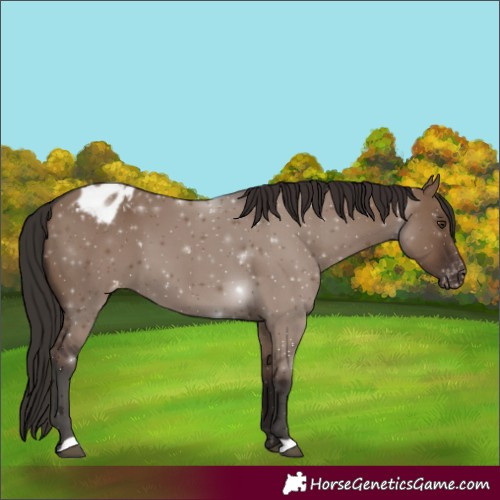 Horse Color:Liver Red Dun Appaloosa