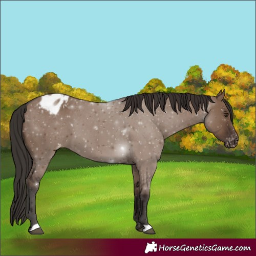 Horse Color:Liver Red Dun Appaloosa