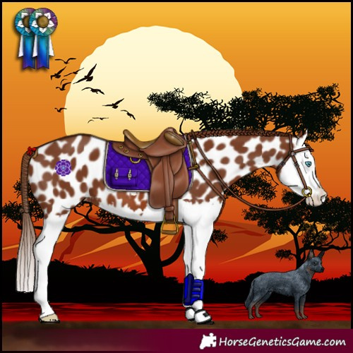 Horse Color:Chestnut Splash Near Leopard 