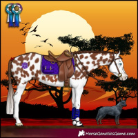 Horse Color:Chestnut Splash Near Leopard
