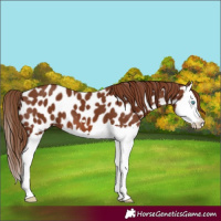 Horse Color:Chestnut Splash Appaloosa