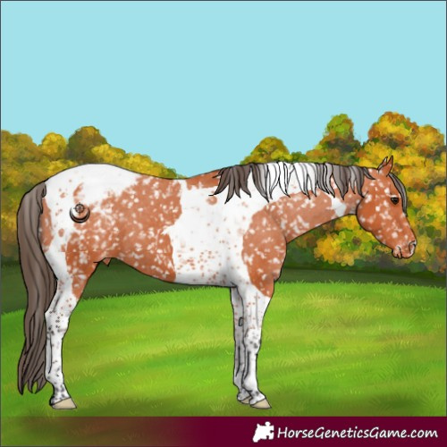 Horse Color:Bay Tobiano Snowflake Varnish