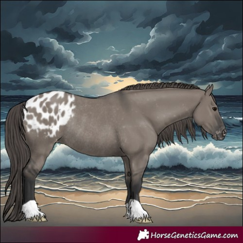 Horse Color:Grullo Appaloosa Rabicano