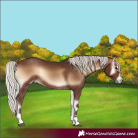 Horse Color:Silver Bay Onyx Rabicano