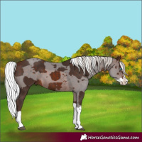 Horse Color:Silver Bay Merle Splash